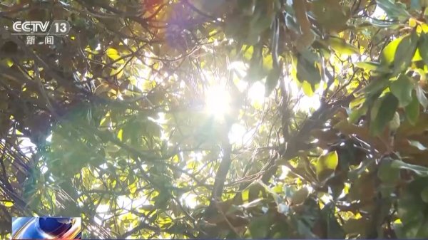七星配资 秋燥秋乏“秋老虎” 立秋时节如何养生? 专家建议